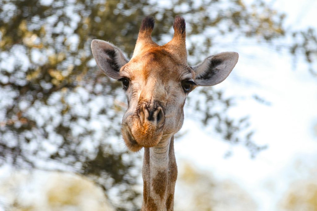 pexels laualessia 15366074